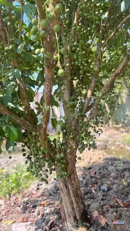 Bán  Nhà số 10 đường Bình Mỹ, xã Bình Mỹ, huyện Củ Chi