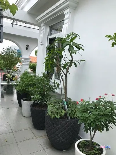 Bán Biệt thự số 5 đường Yên Thế, Phường 2, quận Tân Bình - ảnh 3