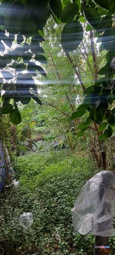 Bán  Đất số 82 Đường Bưng Ông Thoàn, Phường Phú Hữu, Thành phố Thủ Đức - ảnh 3